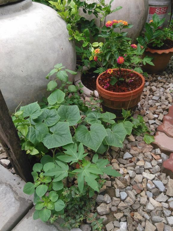 Patchaya Guesthouse Амфава Екстериор снимка